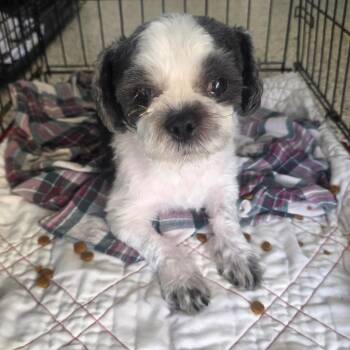 Bentley 4216 -  Shih Tzu Dog for Adoption in Loxahatchee Groves, Florida - Bentley 4216 | PetCurious