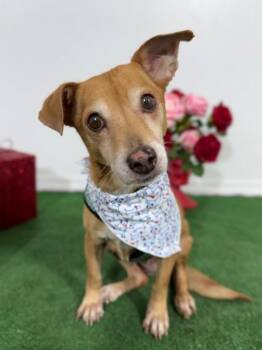 Chihuahua and Dachshund Dogs Available for Adoption - Conchita | PetCurious