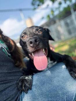 Jack Flash -  Mixed Breed Dog for Adoption in Effingham, Illinois - Jack Flash | PetCurious