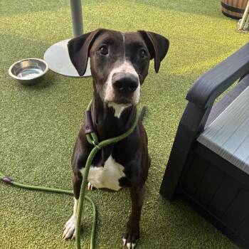 Buttermilk -  Mixed Breed Dog for Adoption in Greensboro, North Carolina - Buttermilk | PetCurious
