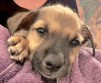 Rescue Labrador Retriever Dogs for Adoption in New York, New York - MANI "In Philadelphia To Meet & Greet!" | PetCurious