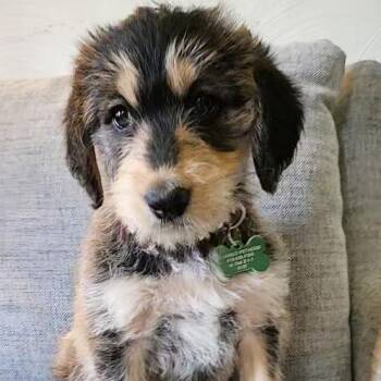 Bernese Mountain Dog and Labrador Retriever Dogs Available for Adoption in Ottawa Hills, Ohio - Millie | PetCurious