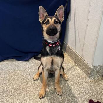 IVHS-Stray-139649 -  German Shepherd Dog Dog for Adoption in San Gabriel, California - IVHS-Stray-139649 | PetCurious