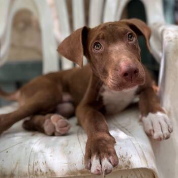 Canelo -  Mixed Breed Dog for Adoption in Vaughan, Ontario - Canelo | PetCurious