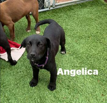 Black Labrador Retriever Dogs Available for Adoption - Angelica  | PetCurious