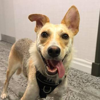Aurelia -  Shepherd and Husky Dog for Adoption in Oakville, Ontario - Aurelia | PetCurious