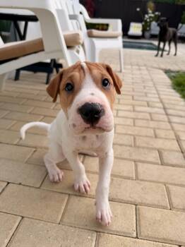 Shar Pei and Mixed Breed Dogs Available for Adoption in Sunrise, Florida - Han Solo | PetCurious