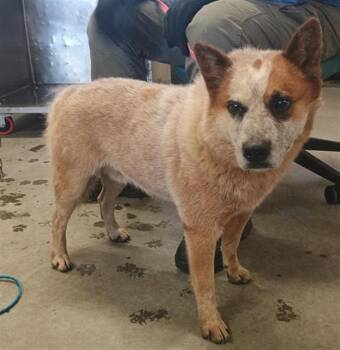 TANNER -  Australian Cattle Dog Blue Heeler Dog for Adoption in Camarillo, California - TANNER | PetCurious