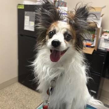 Bentley -  Papillon Dog for Adoption in Tempe, Arizona - Bentley | PetCurious