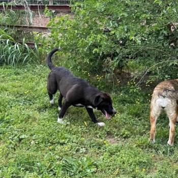 Sunny -  Labrador Retriever and Mixed Breed Dog Available for Adoption in Rochester, Minnesota - Sunny | PetCurious