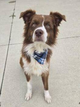 Winston -  Australian Shepherd Dog for Adoption in Bucyrus, Ohio - Winston | PetCurious