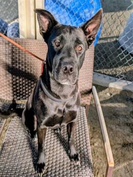 Pit Bull Terrier and Mixed Breed Dogs Available for Adoption - WILMA | PetCurious