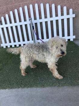 Schnauzer Dogs Available for Adoption - SCHAUTZIE | PetCurious