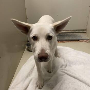 Shepherd and Mixed Breed Dogs Available for Adoption in Westminster, California - WAGS-Stray-21777_2 | PetCurious