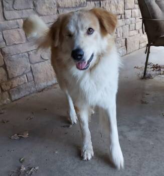 Rescue Golden Retriever and Great Pyrenees Dogs for Adoption in Kiowa, Oklahoma - Summit | PetCurious
