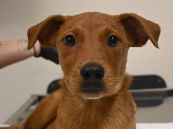 Walnut -  Shepherd and Hound Dog for Adoption in Portland, Oregon - Walnut | PetCurious