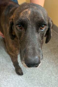 Hank -  Plott Hound Dog for Adoption in Covington, Virginia - Hank | PetCurious