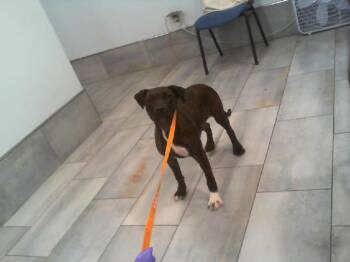 Pit Bull Terrier Dogs Available for Adoption - A1259372 | PetCurious