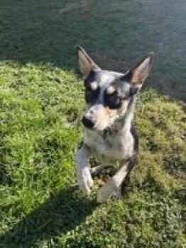 Pinky -  Australian Cattle Dog Blue Heeler Dog for Adoption in Circleville, Ohio - Pinky | PetCurious