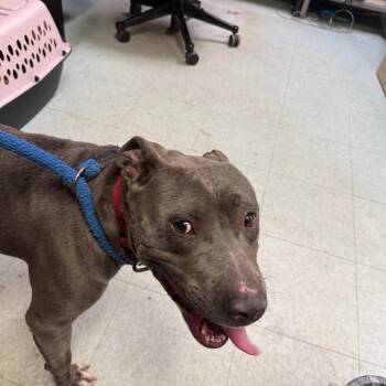 Sargent Pepper -  Pit Bull Terrier Dog for Adoption in Philadelphia, Pennsylvania - Sargent Pepper | PetCurious