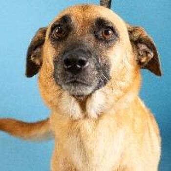 Gracie -  Shepherd and Terrier Dog for Adoption in Minneapolis, Minnesota - Gracie | PetCurious
