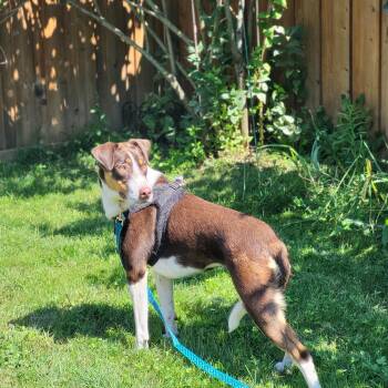 Peaches 99.00 ADOPTION FEE -  Hound Dog for Adoption in Toronto, Ontario - Peaches 99.00 ADOPTION FEE | PetCurious