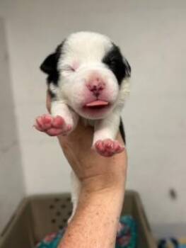 Lark -  Mixed Breed Dog for Adoption in Gainesville, Florida - Lark | PetCurious