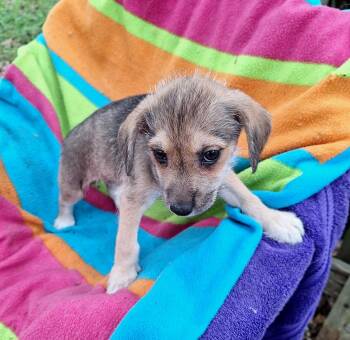 Tanysha WV14424-T -  Cairn Terrier and Yorkshire Terrier Dog Available for Adoption in Missouri City, Texas - Tanysha WV14424-T | PetCurious