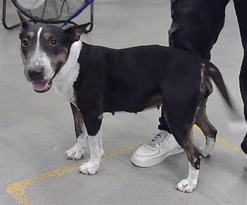 SUSHI -  Bull Terrier and Mixed Breed Dog for Adoption in Houston, Texas - SUSHI | PetCurious