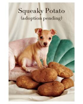 Chihuahua and Rat Terrier Dogs Available for Adoption - Squeaky Potato | PetCurious