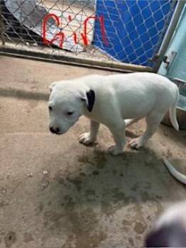 Patches -  Mixed Breed Dog for Adoption in Lafayette, Tennessee - Patches | PetCurious