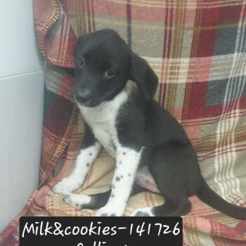 Milk and Cookies -  Border Collie and Australian Shepherd Dog for Adoption in New Tazewell, Tennessee - Milk And Cookies | PetCurious