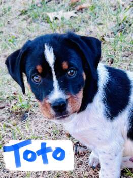 Toto -  Hound and Australian Cattle Dog Blue Heeler Dog for Adoption in Barnhart, Missouri - Toto | PetCurious