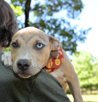 Retriever and Terrier Dogs Available for Adoption in Hot Springs, Arkansas - Cute Batman | PetCurious