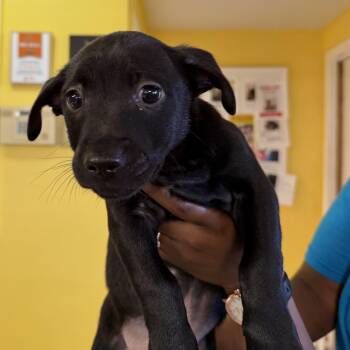Labrador Retriever Dogs Available for Adoption - Jake 1554 | PetCurious