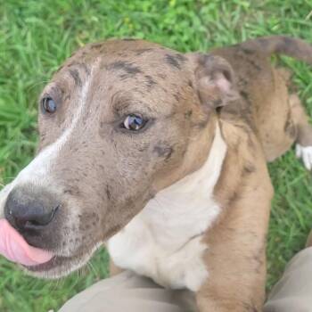 Pit Bull Terrier Dogs Available for Adoption in Rockdale, Texas - Ivy  | PetCurious