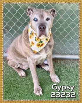 GYPSY -  Hound and Bullmastiff Dog for Adoption in Marietta, Georgia - GYPSY | PetCurious