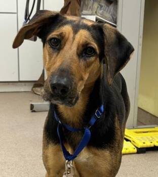 Rescue Hound Dogs for Adoption in Pawleys Island, South Carolina - Pixie | PetCurious