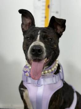 Lucy-One of our Amazing Rescue Dogs -  Mountain Cur and Mixed Breed Dog for Adoption in Carlsbad, California - Lucy-One Of Our Amazing Rescue Dogs | PetCurious