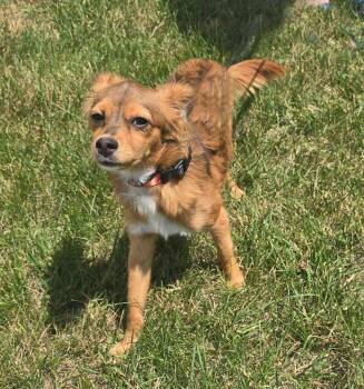 Rollo -  Chihuahua and Papillon Dog for Adoption in Millcreek, Utah - Rollo | PetCurious