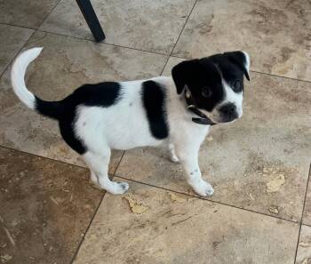 Terrier Dogs Available for Adoption - 