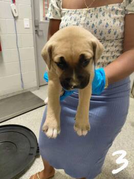 Kerr (lake litter) -  Pit Bull Terrier and Black Mouth Cur Dog for Adoption in Holly Springs, North Carolina - Kerr (lake Litter) | PetCurious