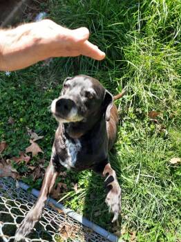 Mixed Breed Dogs Available for Adoption - Pretty Girl (Courtesy Post) | PetCurious