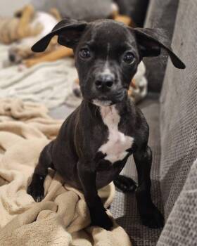 Peanut - Nut Litter -  Black Labrador Retriever and Hound Dog for Adoption in Sheboygan, Wisconsin - Peanut - Nut Litter | PetCurious