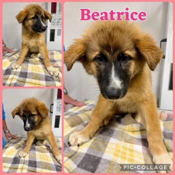 Beatrice -  Great Pyrenees and Mixed Breed Dog for Adoption in Opelika, Alabama - Beatrice | PetCurious