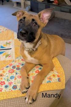 Mandy -  German Shepherd Dog and Belgian Shepherd Malinois Dog for Adoption in Huntingtown, Maryland - Mandy | PetCurious