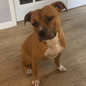 Libra -  Mixed Breed Dog Available for Adoption in Milton, Florida - Libra | PetCurious