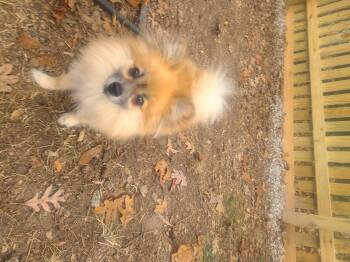 Rescue Pomeranian Dogs for Adoption in Richmond, Virginia - Odie | PetCurious