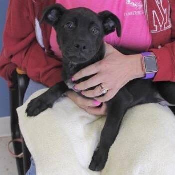 Labrador Retriever Dogs Available for Adoption in Birmingham, Alabama - Buster | PetCurious