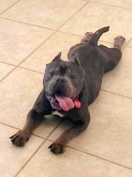 Rescue American Bully Dogs for Adoption in Gulf Breeze, Florida - Hennessey -NJ | PetCurious